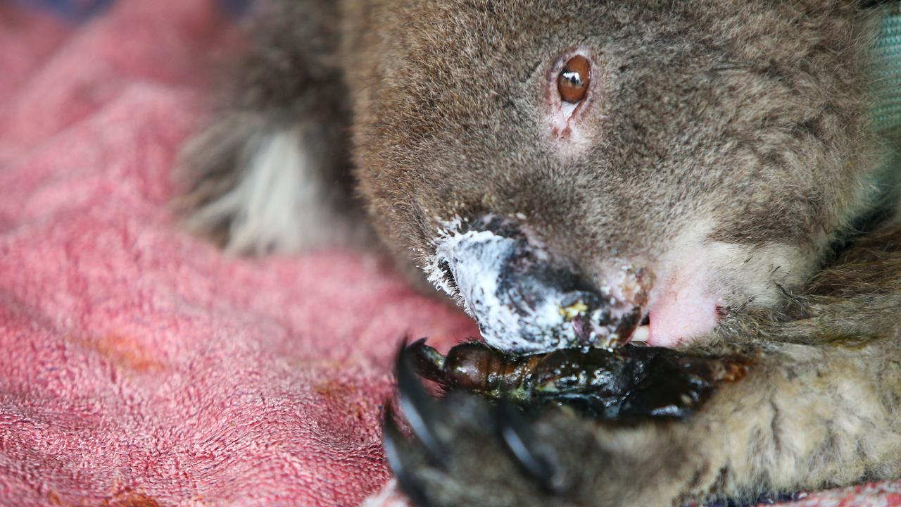 An injured koala is treated at the Kangaroo Island Wildlife Zoo on January 10. Picture: Lisa Maree Williams/Getty Images.