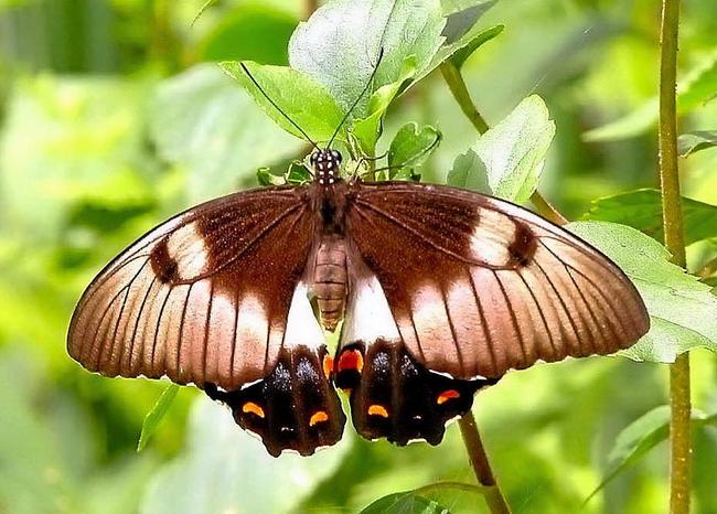 The orchard swallowtail butterfly feeds on the local lime berry shrub. Picture: contributed