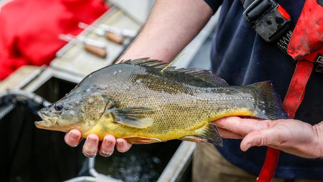 Golden perch DNA was detected in the Lower Darling River, but was absent just above Menindee main weir.