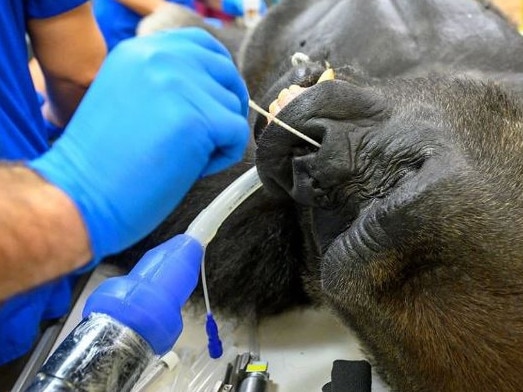 Shango the gorilla is tested for coronavirus in Miami. Picture: Zoo Miami