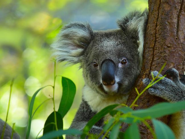 ESCAPE: Koala on a tree with bush green background. Picture: Istock