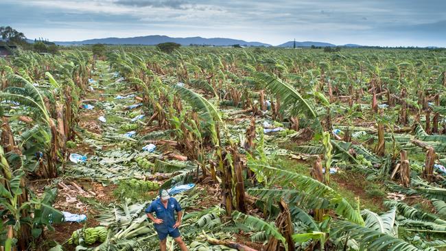 Boogan fifth generation banana grower Charles Camuglia surveys the damage on his farm - he lost 100 per cent of his crop with cyclone Niran. Picture: supplied.