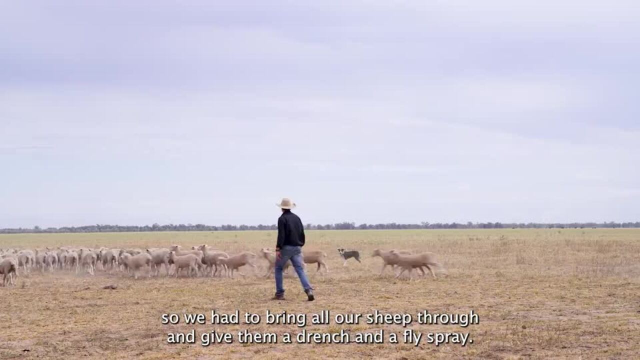 Meet Australia's hardest working dog