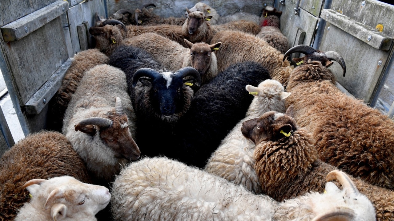 Agriculture Minister defends live sheep export ban at the Global Food Forum