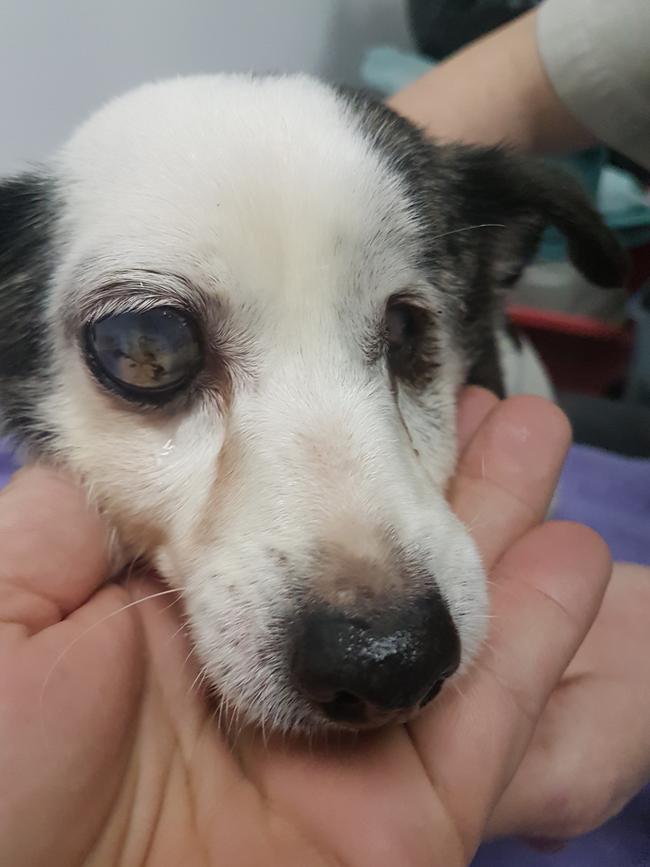 Fox terrier Brandy with her fluid-filled right eye. Picture: RSPCA