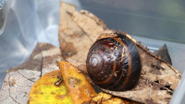 Information recorded by independent ecologists who worked on the Byron Bay bypass project was set to provide data on the critically endangered Mitchell's Rainforest Snail.