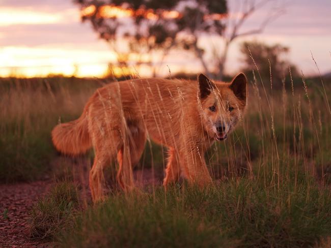 Dingoes are an important predator in the desert ecosystem. Photo credit Courtesy of Wild Pacific Media. Scene from Australia's Wild  Odyssey