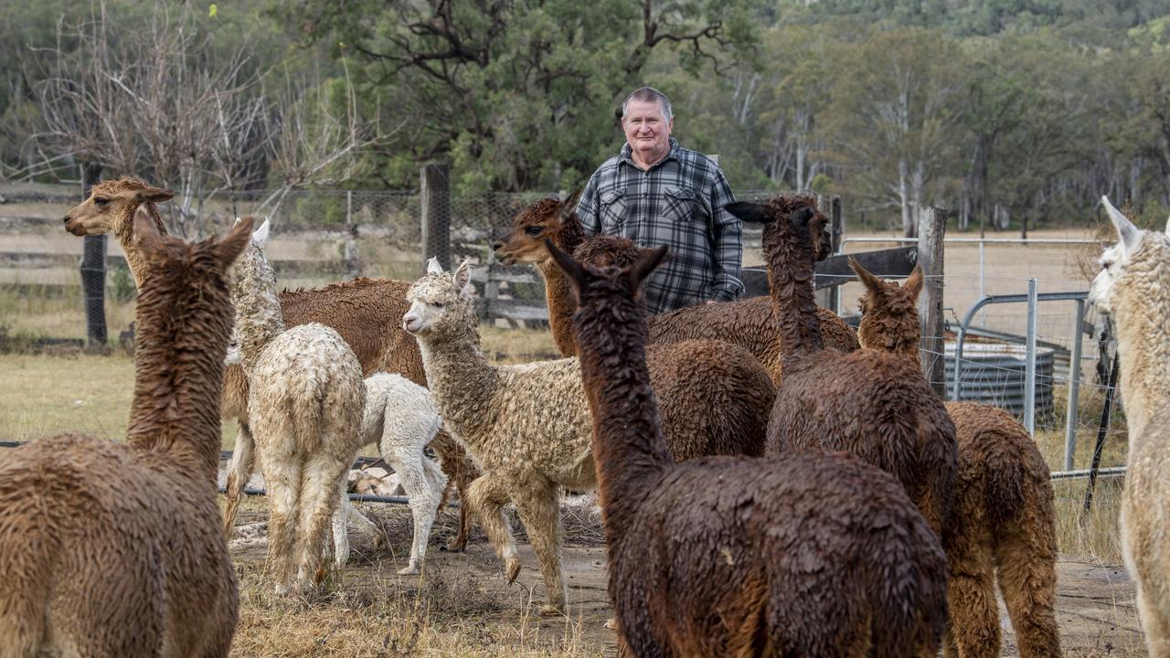 Fashion alpaca herding dogs