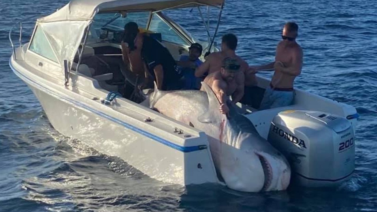 A shark weighing 394.5kg was caught during a fishing competition on the weekend. Picture: supplied Facebook/Port Hacking Game Fishing Club