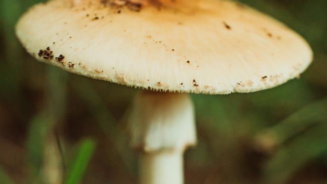 Death Cap Mushroom