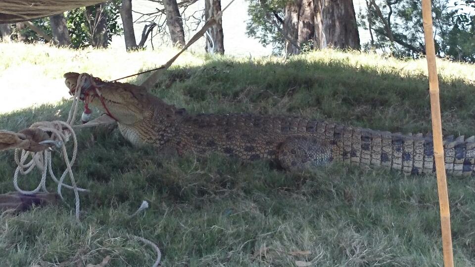 It's expected the 3.8m croc caught in the Mary River, and believed to be a male, will be transferred to the Koorana crocodile farm at Rockhampton. Picture: Boni Holmes