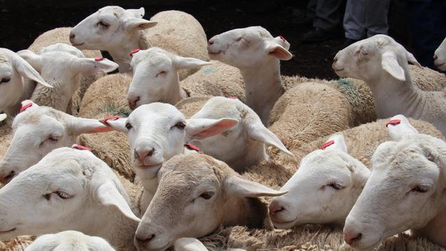 A shock announcement by the Qatari government has stunned the Australian lamb industry.