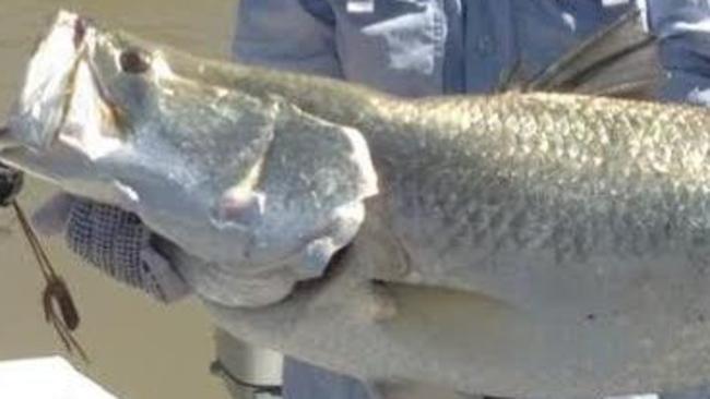 Lynn Johnston caught this 95cm barra in Shoal Bay on a Reidy's B52 lure