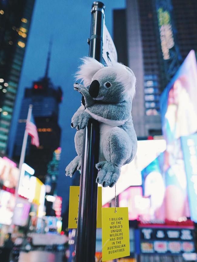 Koalas of NYC is raising money for WIRES. Picture: Instagram