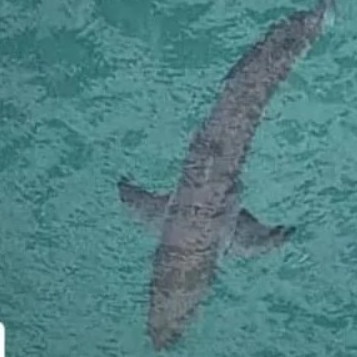 A shark seen off Salt Beach at Kingscliff, where the attack happened.