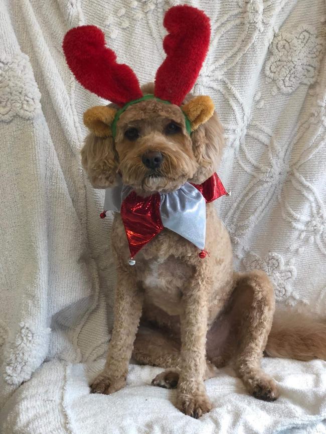 Freshly groomed, looking handsome. Meet Chester the cavoodle from Bulleen. Picture: Andy our groomer