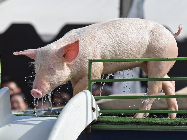 Royal Show crackdown: Don’t touch livestock, acid mats at entry