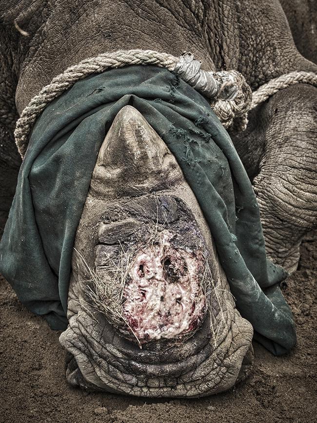 Remembering Rhinos: Johan Marais (White rhino, South Africa) www.rememberingrhinos.com/kickstarter