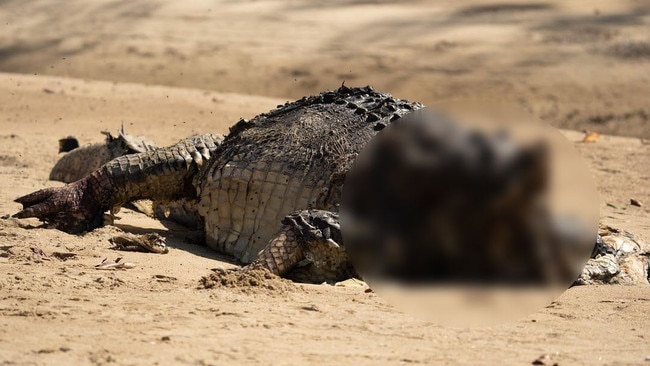 Queensland’s Department of Environment and science is yet to determine a cause of death. Picture: Tom Chalmers Hayes/ @crocodile_beers