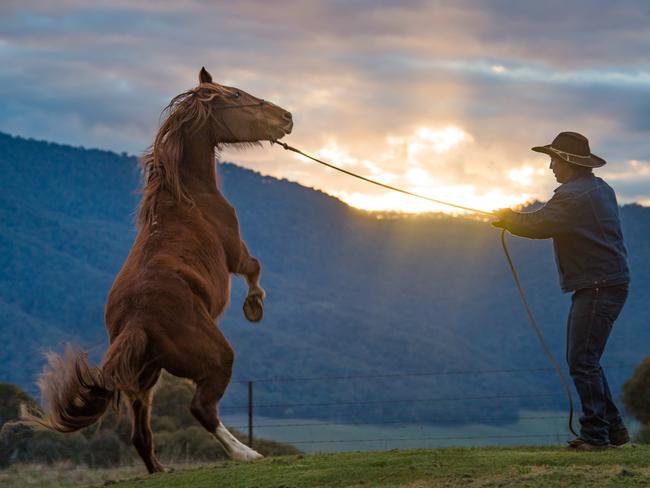 Clay Baird is participating in the 150-day Australian Brumby Challenge. Picture: Jason Edwards