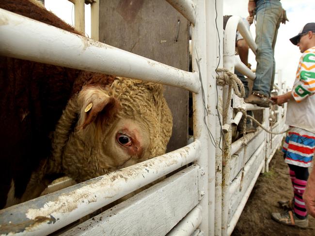 Bull’s eye! An interested participant checks out what’s happening at the the riding clinic at Kempsey. Picture: Nathan Edwards