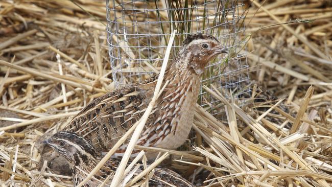 Quail play in a pen on the rooftop farm. Picture: David Caird