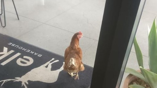 The chicken out the front of a cafe. Photo: Facebook — Bob Lobsta 