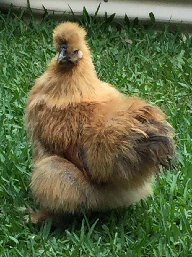 Henny Penny: Henny Penny is part of a flock of five bantam silkies who have turned the front garden into their private chick spa in Burleigh Heads.