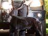Crowdsourced dog patrols among ideas to end ‘crime crisis’