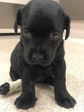 One of the puppies that will be treated at the Craigieburn hospital.