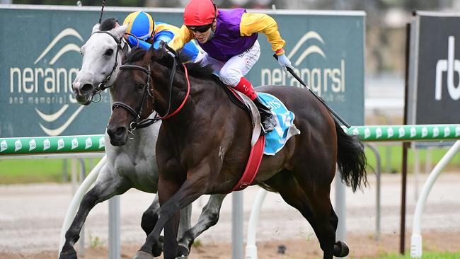 Paradee wins at the Gold Coast last week. Photo: Trackside Photography