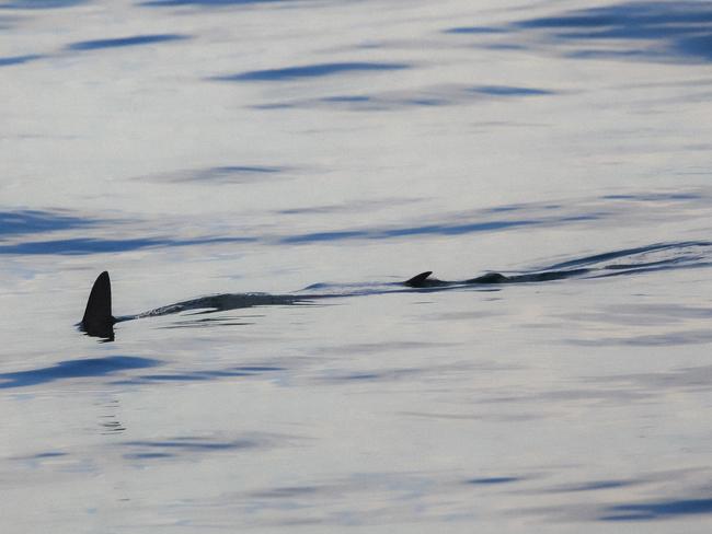 Once a common sight: a finning hammerhead off a Sydney beach. This scene is an increasing rarity these days. Picture: Al McGlashan