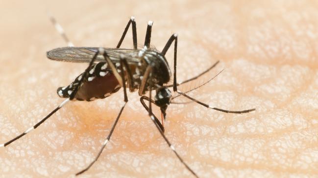 Overseas travellers have been urged to take precautions against mosquito bites. Picture: iStock