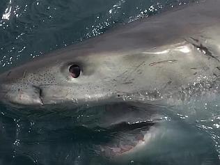 Man fights off shark with broom 