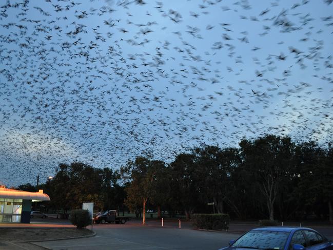 Flying foxes depart for nightly foraging by the thousands from Charters Towers' Lissner Park. Photograph taken in December 2012.