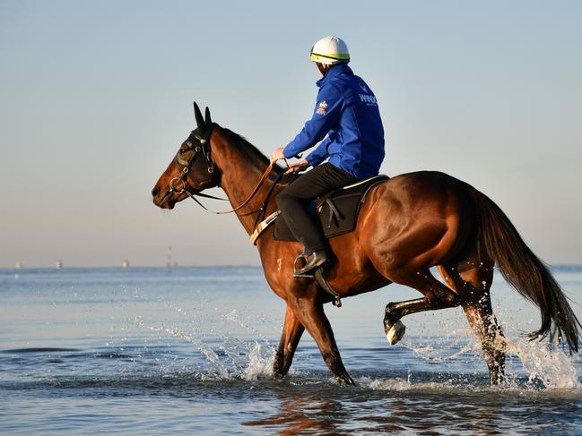 Champion mare Winx seems to be able to handle the pressure and demands of top-flight racing better than most thoroughbreds.