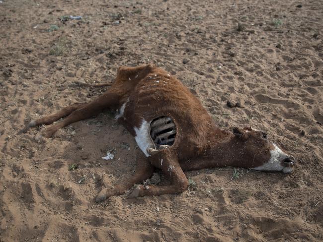 Many livestock have died. Picture: Brook Mitchell/Getty Images