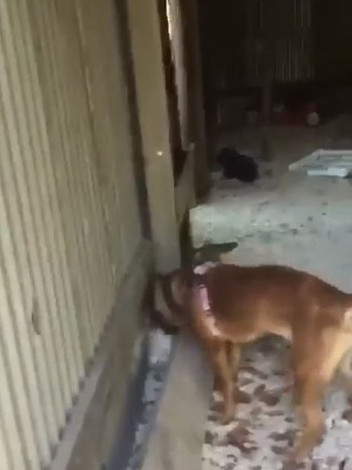 The dog tries to get to the chicken, which is trying to hide.