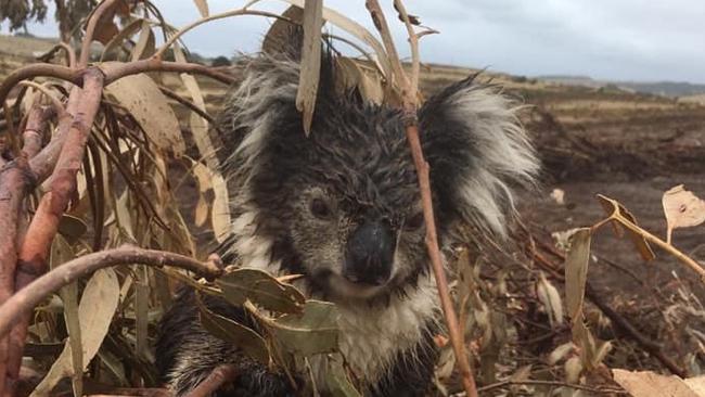 Distressing images have emerged of dead and injured koalas at a blue gum plantation at Cape Bridgewater