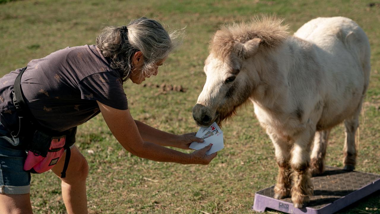 Rose the pony and her trainer Noeline have taken out most tricks performed by a horse in one minute in the latest edition of Guinness World Records. Picture: Guinness World Records / Mark Evans