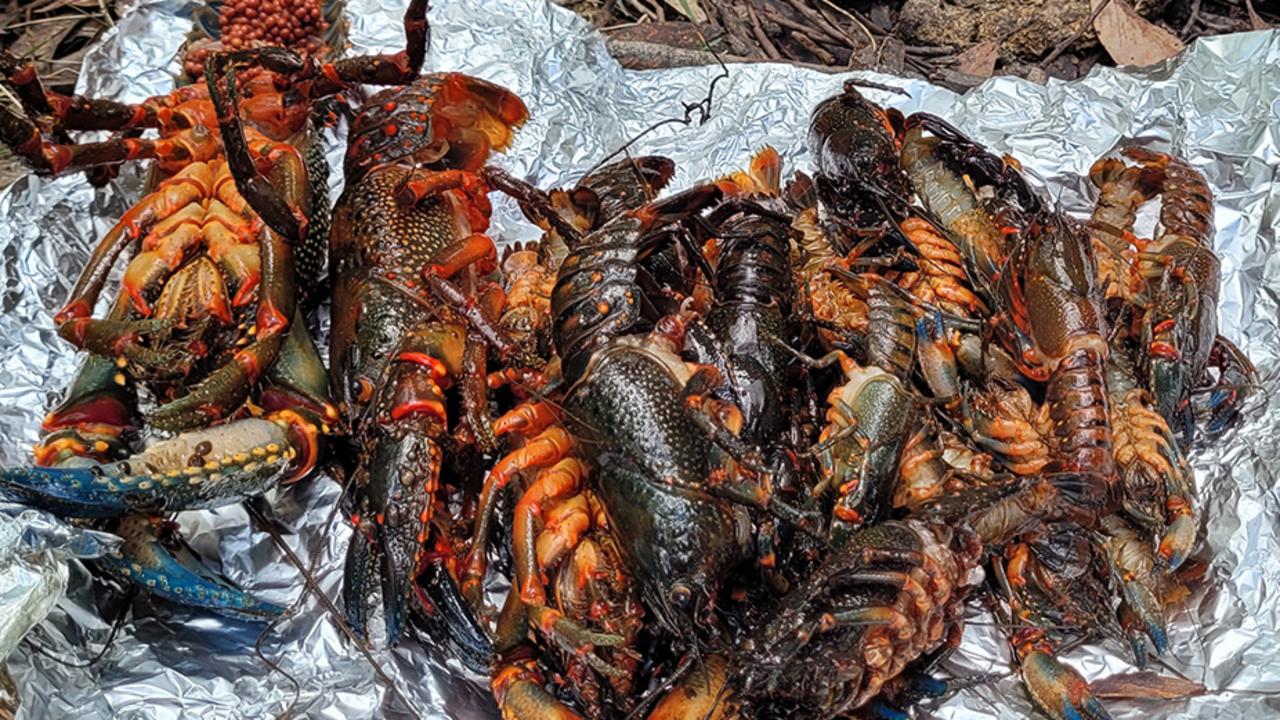 Hundreds of dead crayfish were discovered by a tour guide. Picture: Blue Mountains Council