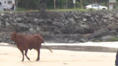 A live cow washed up on a Gold Coast beach. It comes as several cows killed during the floods were also washed up on beaches.