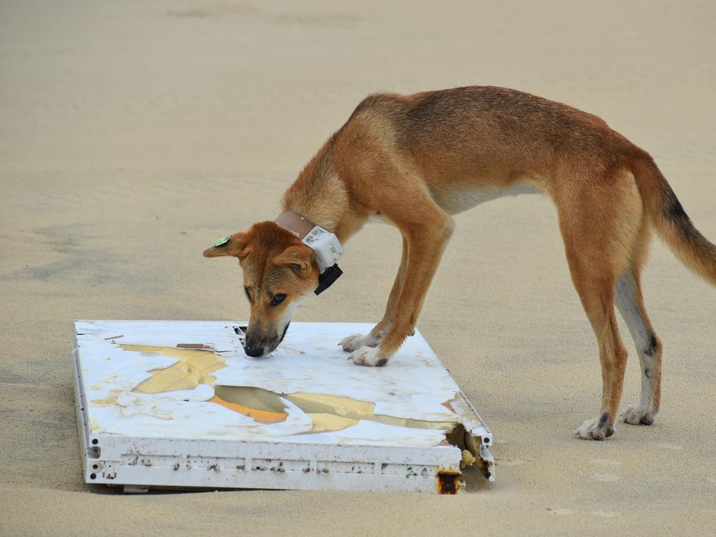 A high-risk dingo has been fitted with a GPS collar on K'gari.