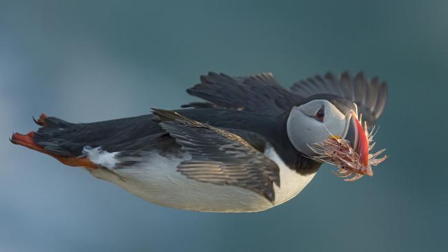 Wildlife Photographer of the Year photo by Catherine Dobbins d'Alessio