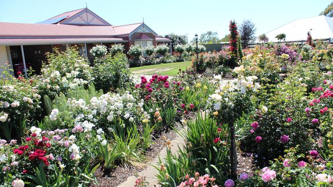 Kelvin Trimper's one-acre 2000 rose garden. Picture: Melanie Trimper