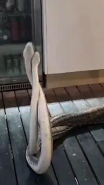 Brisbane homeowner catches snakes in the act