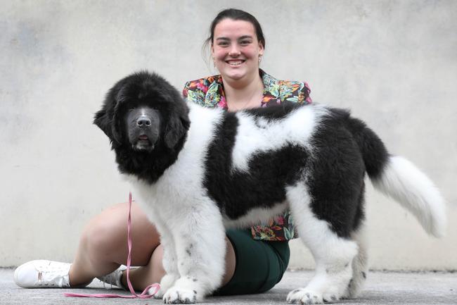 Gallery: Royal Adelaide Show dogs photos | The Advertiser