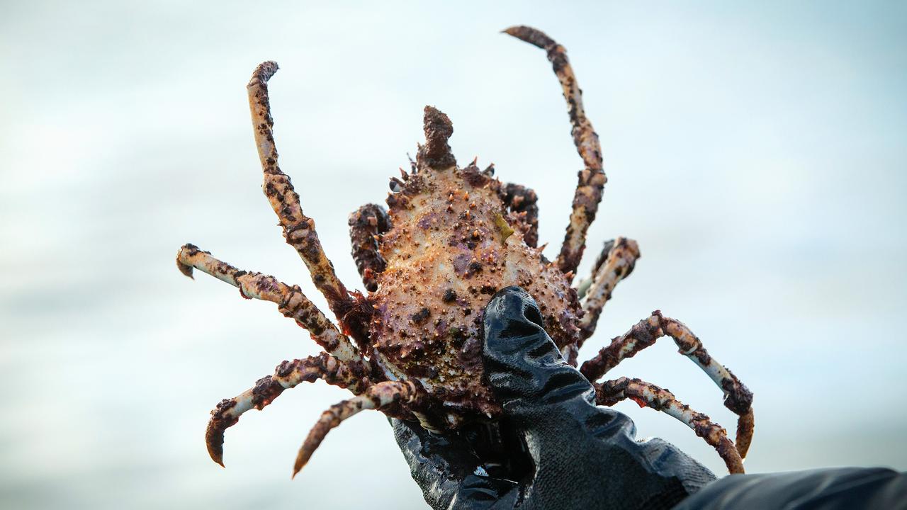 Petition · Support NO-TAKE of Australia's Iconic Spider Crabs during their  Moulting Season ·