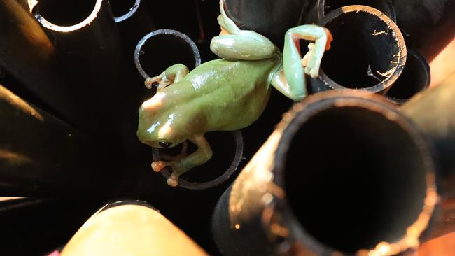 Green tree frog on top of a Frog Hotel made of tubes filled with water poking out of a bucket, creating a safe home for frogs to live. Picture: Liam Kidston.