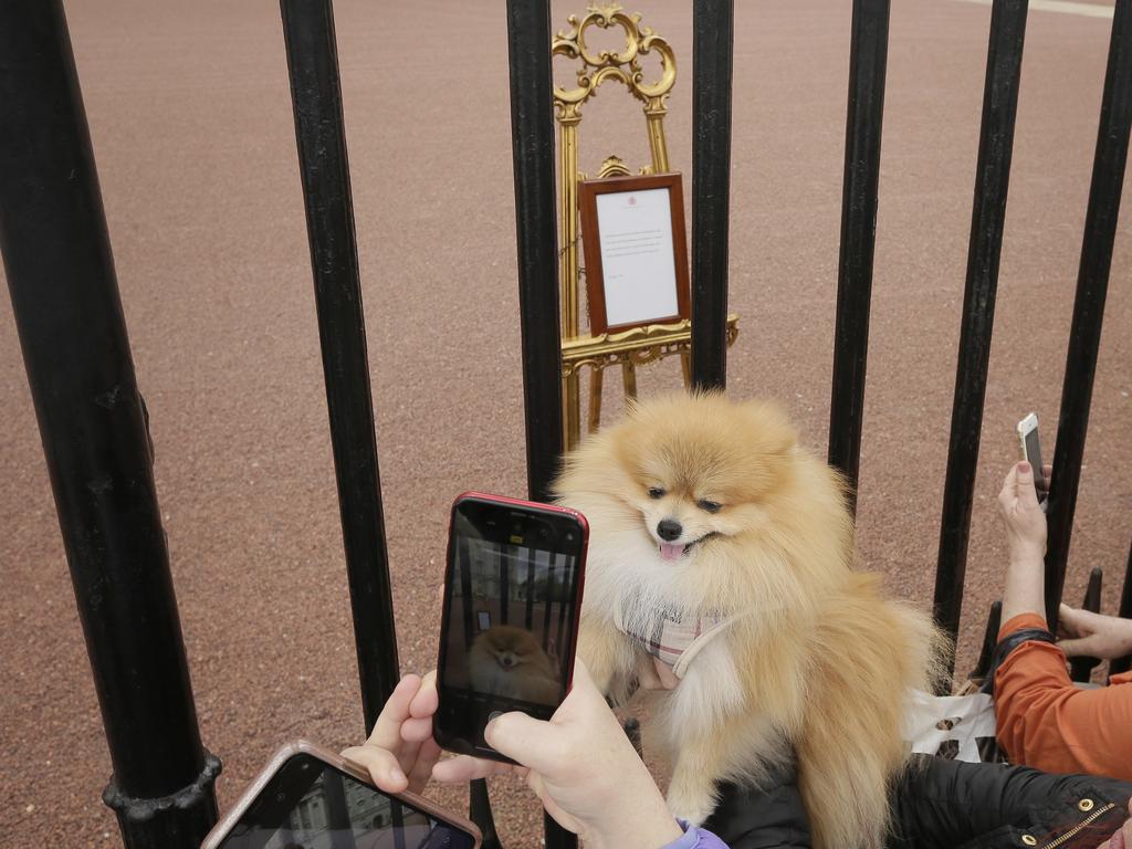 England’s dogs are pretty over the moon, too. Picture: AP